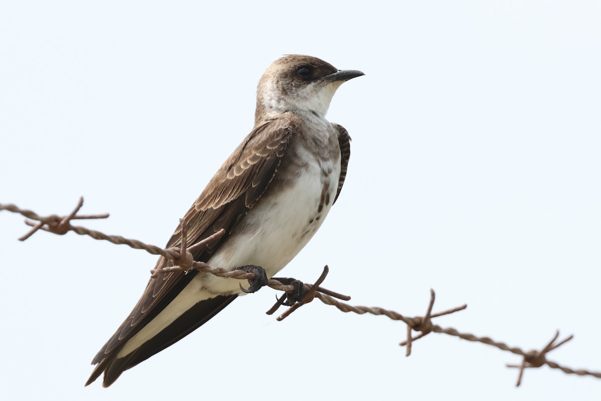 Braunbrustschwalbe - ML646790793