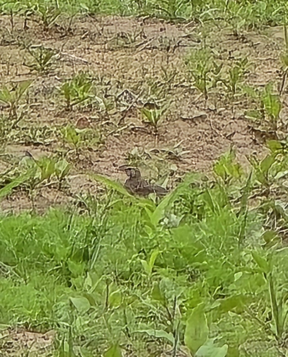 slettepiplerke - ML646790794