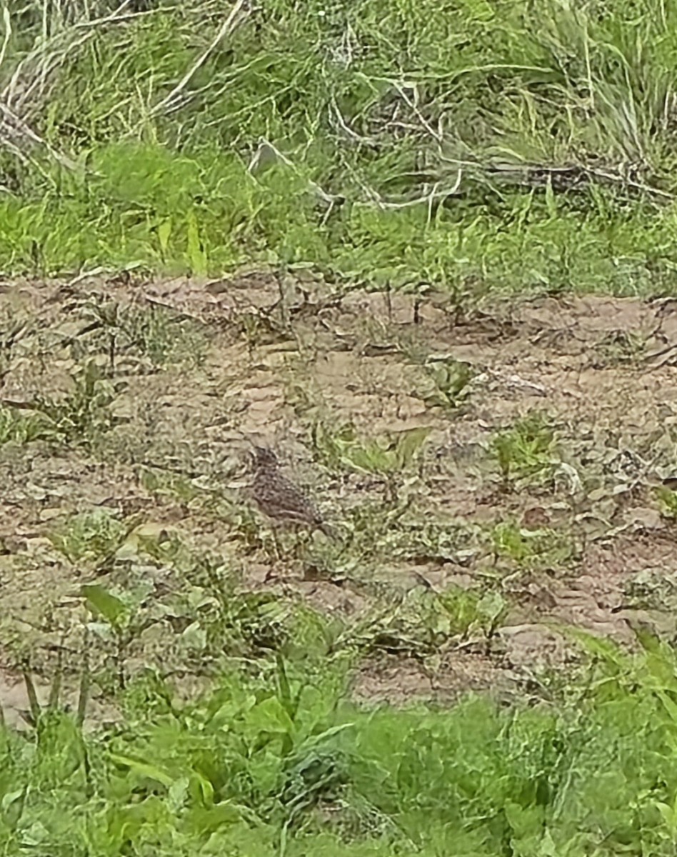 slettepiplerke - ML646790795