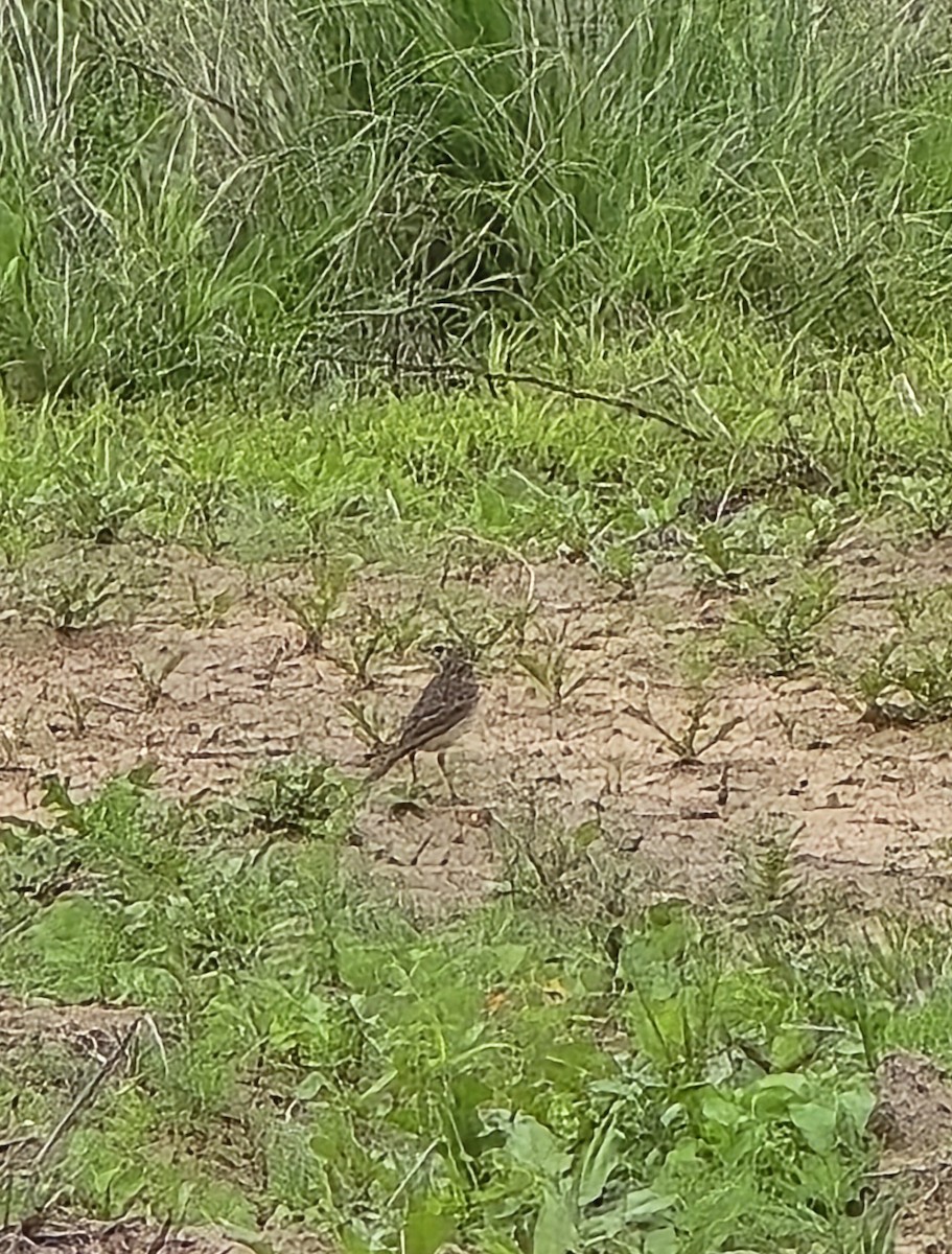 slettepiplerke - ML646790796