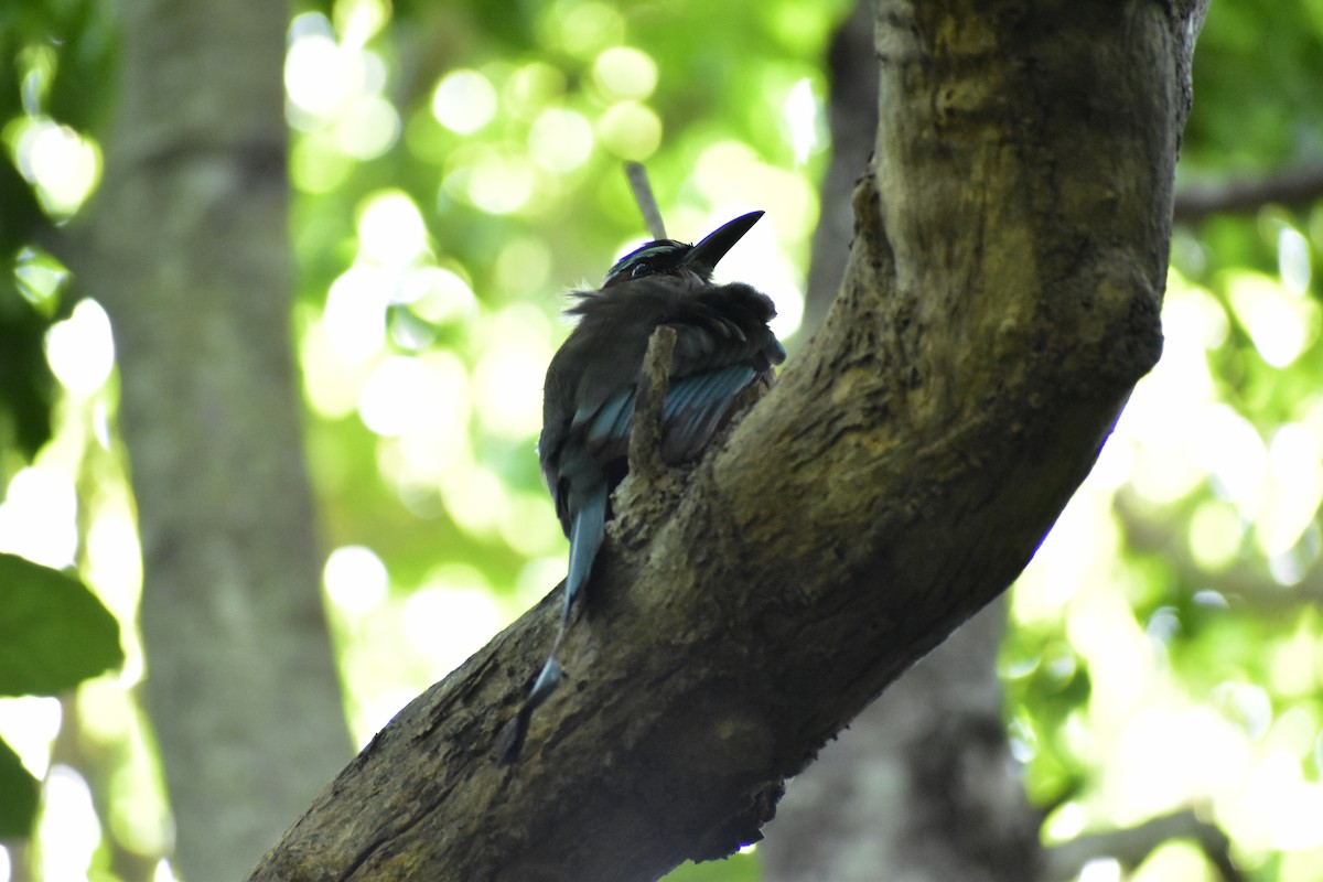 Turquoise-browed Motmot - ML646790797