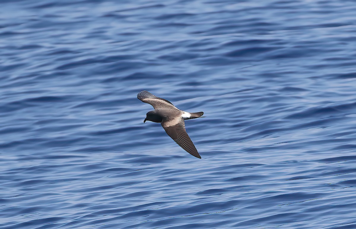 Leach's Storm-Petrel - ML646790798