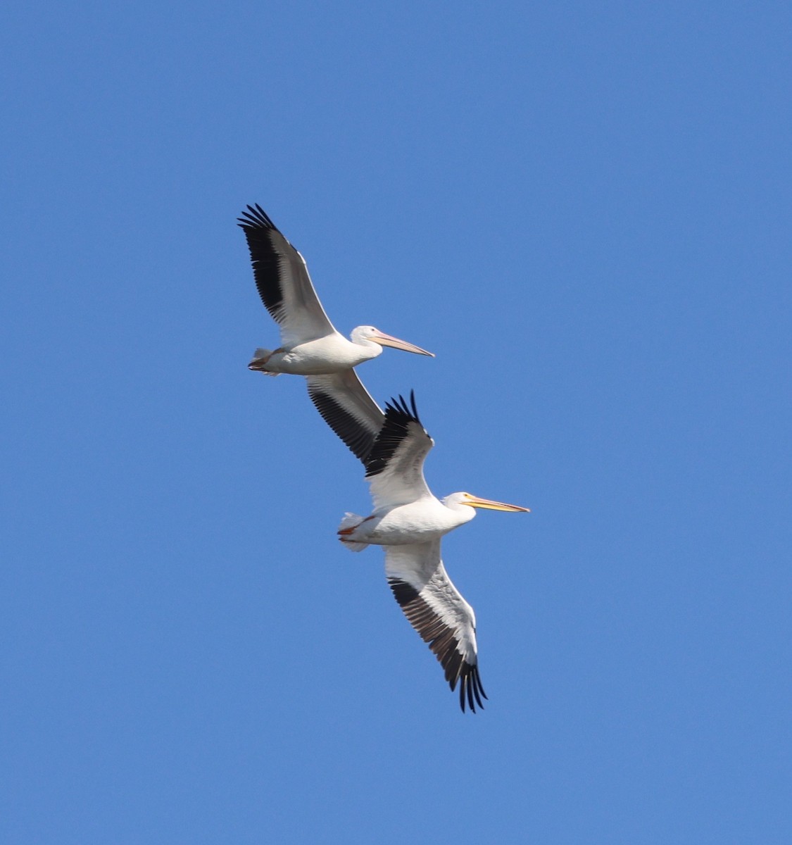 American White Pelican - ML646790800