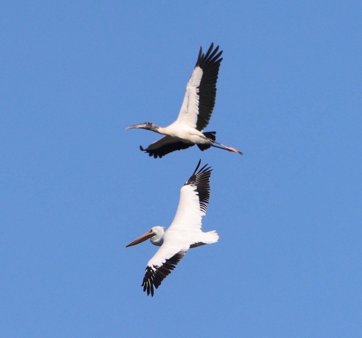 American White Pelican - ML646790801