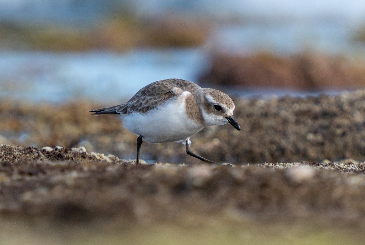 Tibetan Sand-Plover - ML646790802