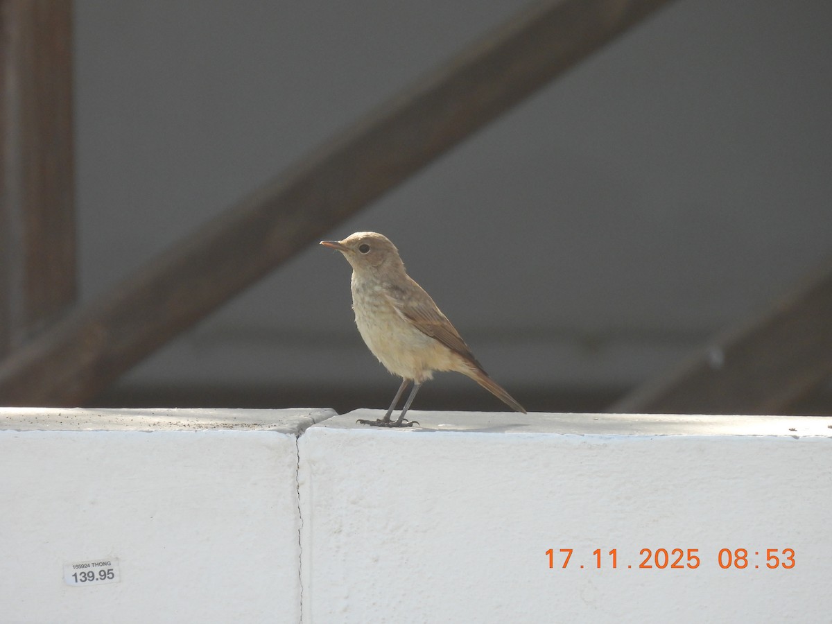 Familiar Chat - ML646790804