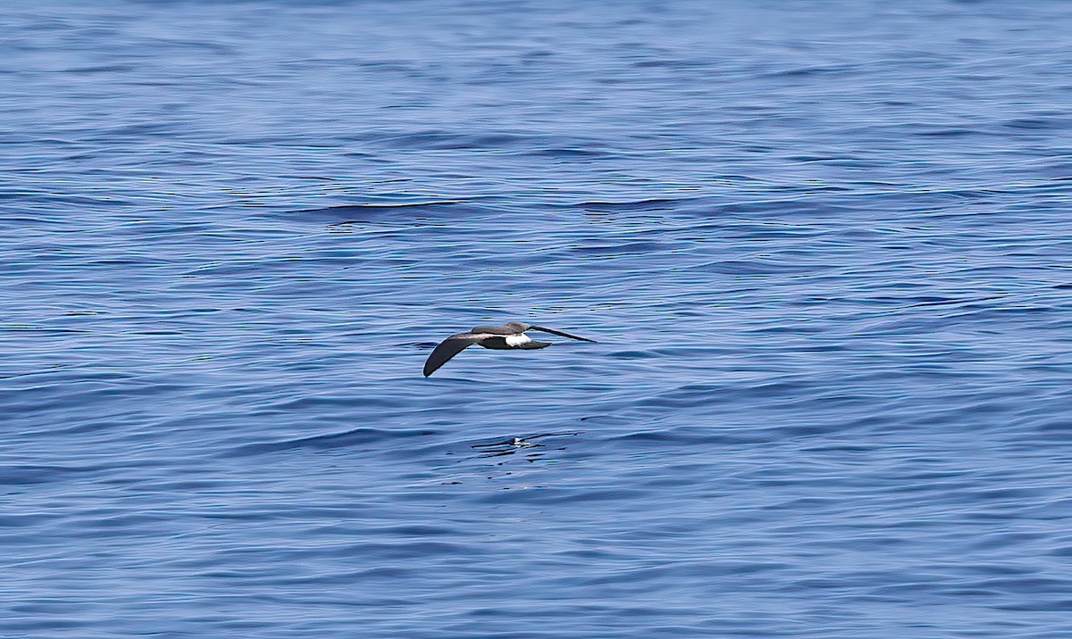 Band-rumped Storm-Petrel - ML646790805