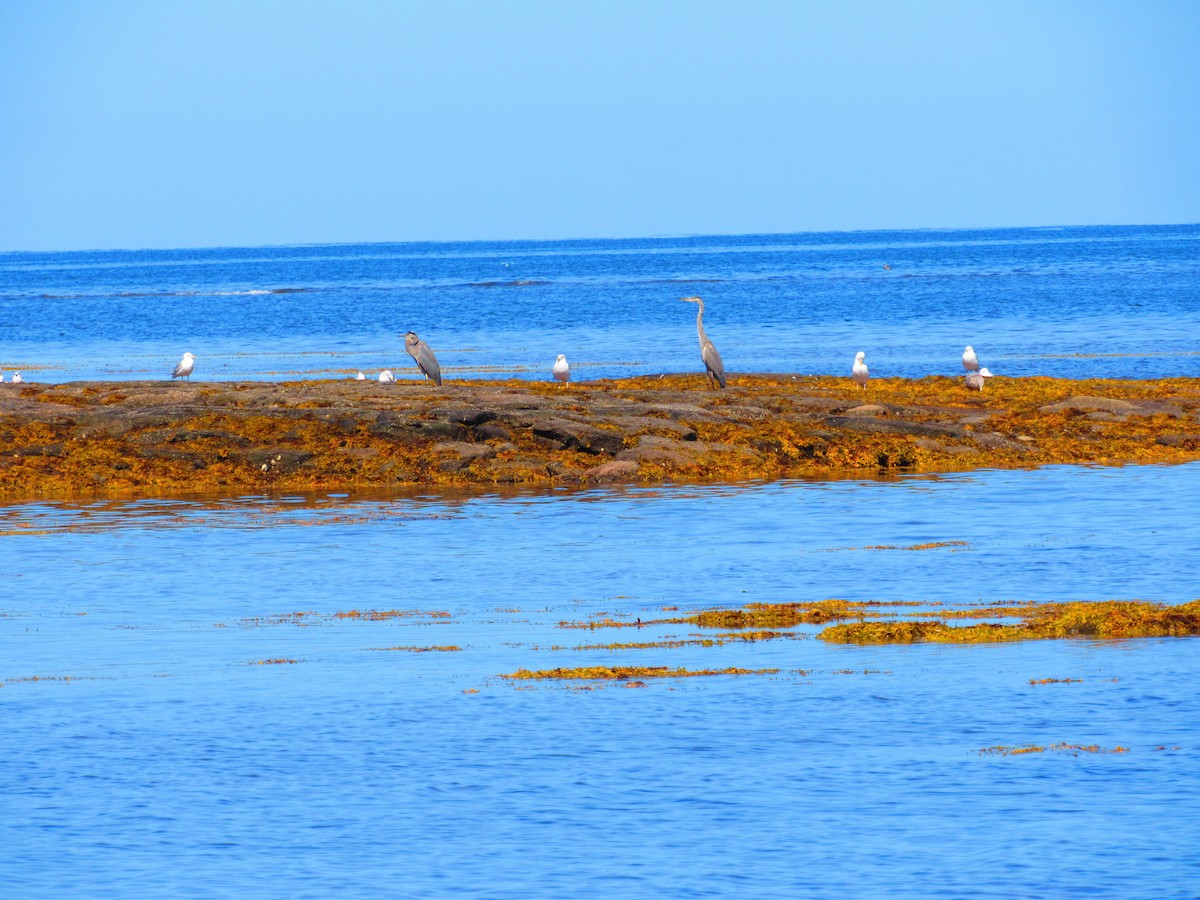 Great Blue Heron - ML646790812