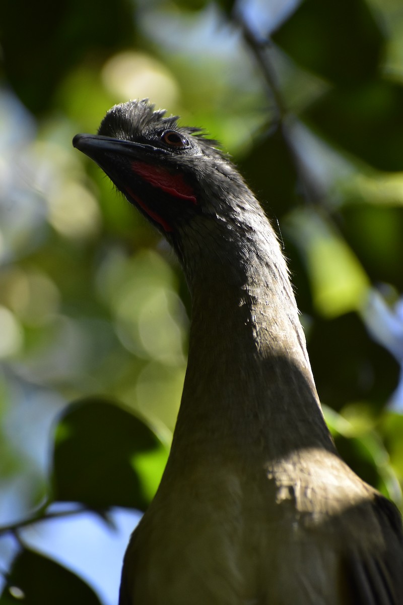 Plain Chachalaca - ML646790813