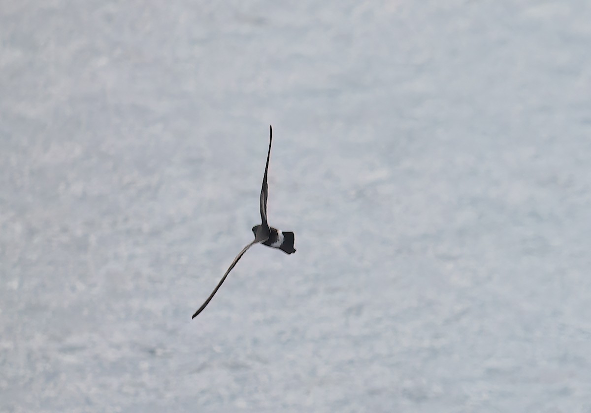 Band-rumped Storm-Petrel - ML646790814