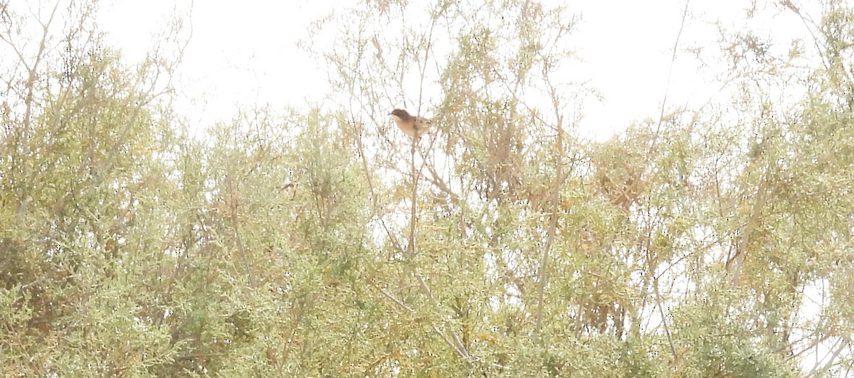 Menetries's Warbler - ML646790815