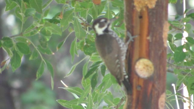 Arizona Woodpecker - ML646790816