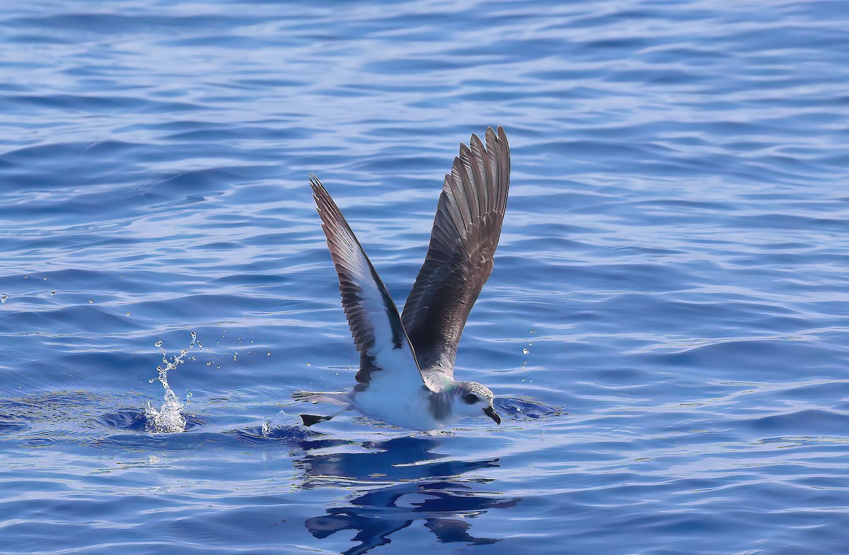 Black-winged Petrel - ML646790817