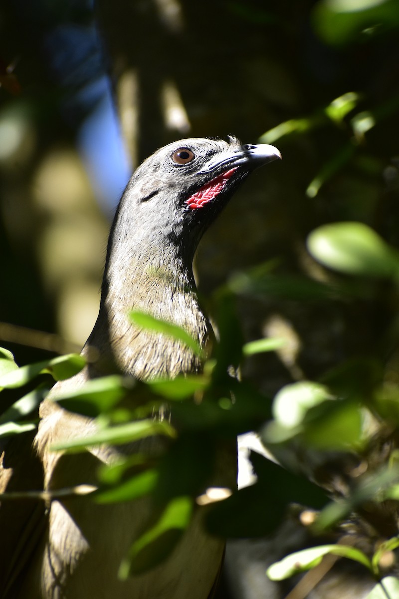 Plain Chachalaca - ML646790818