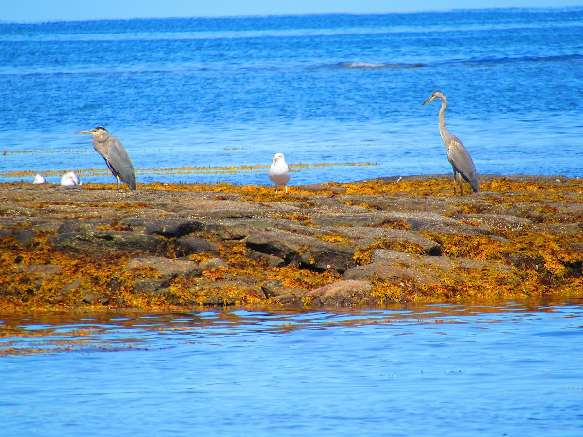 Great Blue Heron - ML646790821