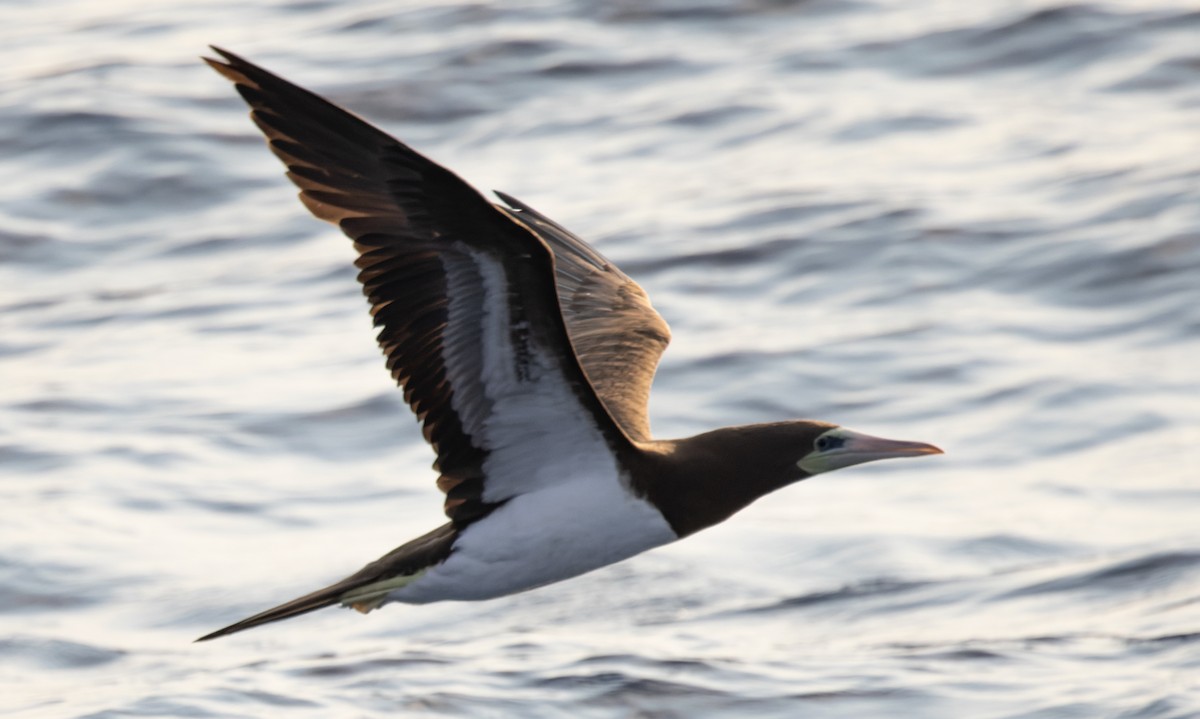 Cocos Booby (Brewster's) - ML646790822