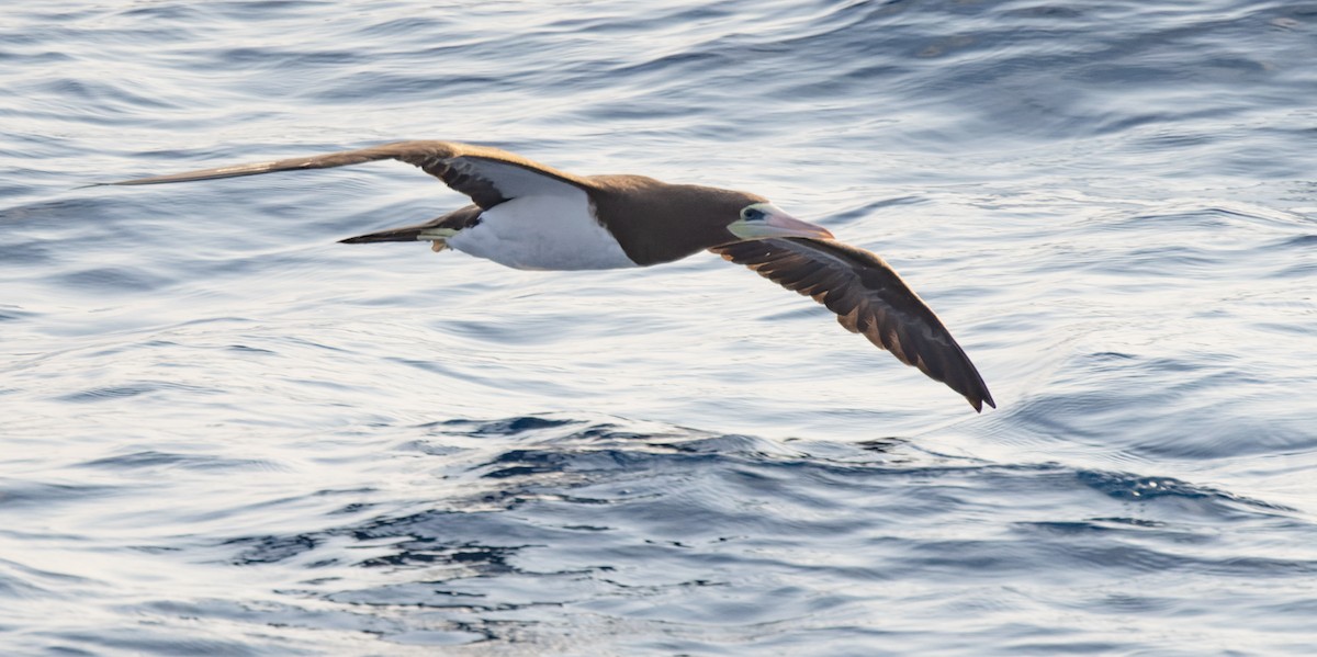 Cocos Booby (Brewster's) - ML646790823