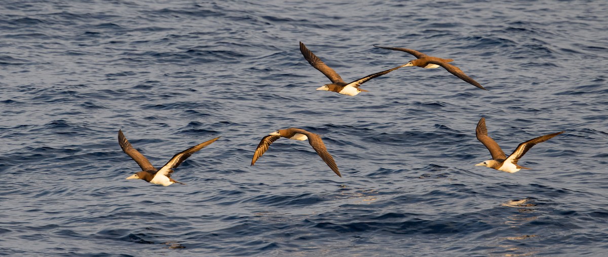 Cocos Booby (Brewster's) - ML646790824