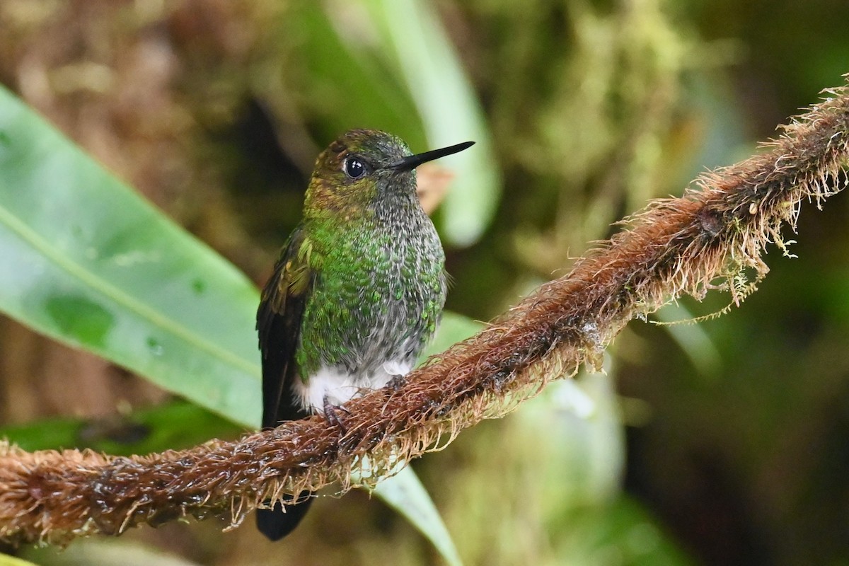 Greenish Puffleg - ML646790825