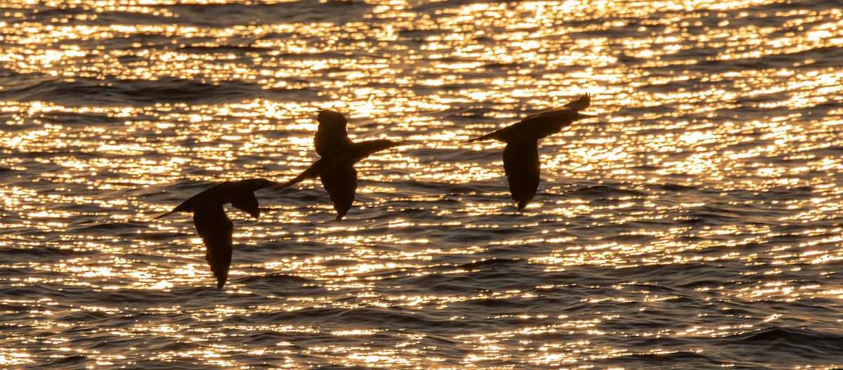 Cocos Booby (Brewster's) - ML646790826