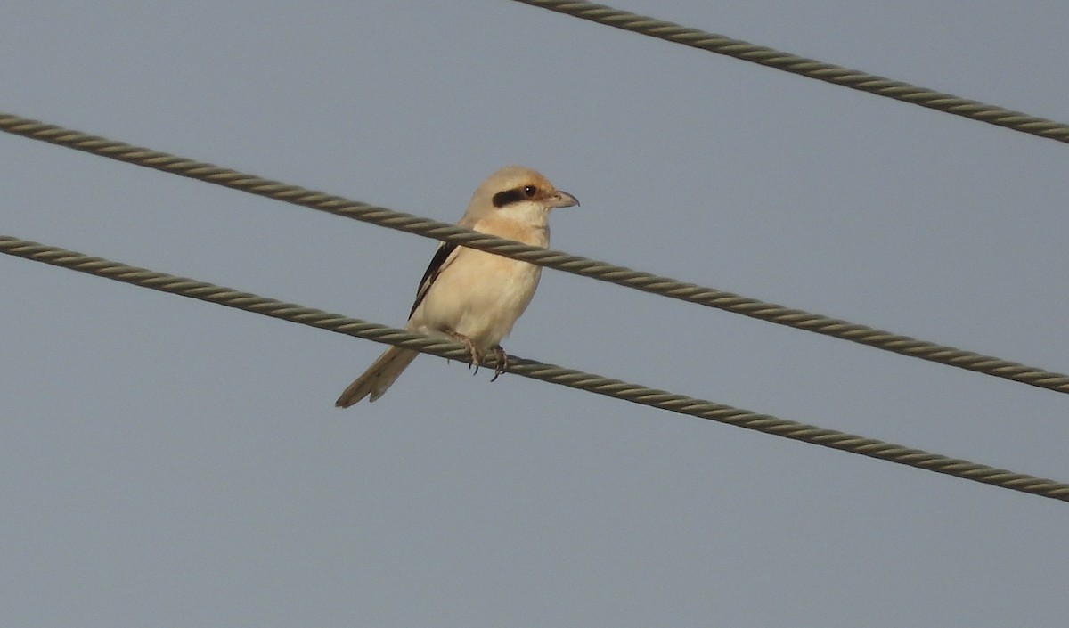 Great Gray Shrike - ML646790827