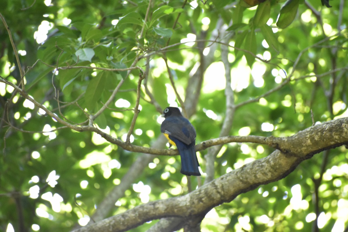 Black-headed Trogon - ML646790828