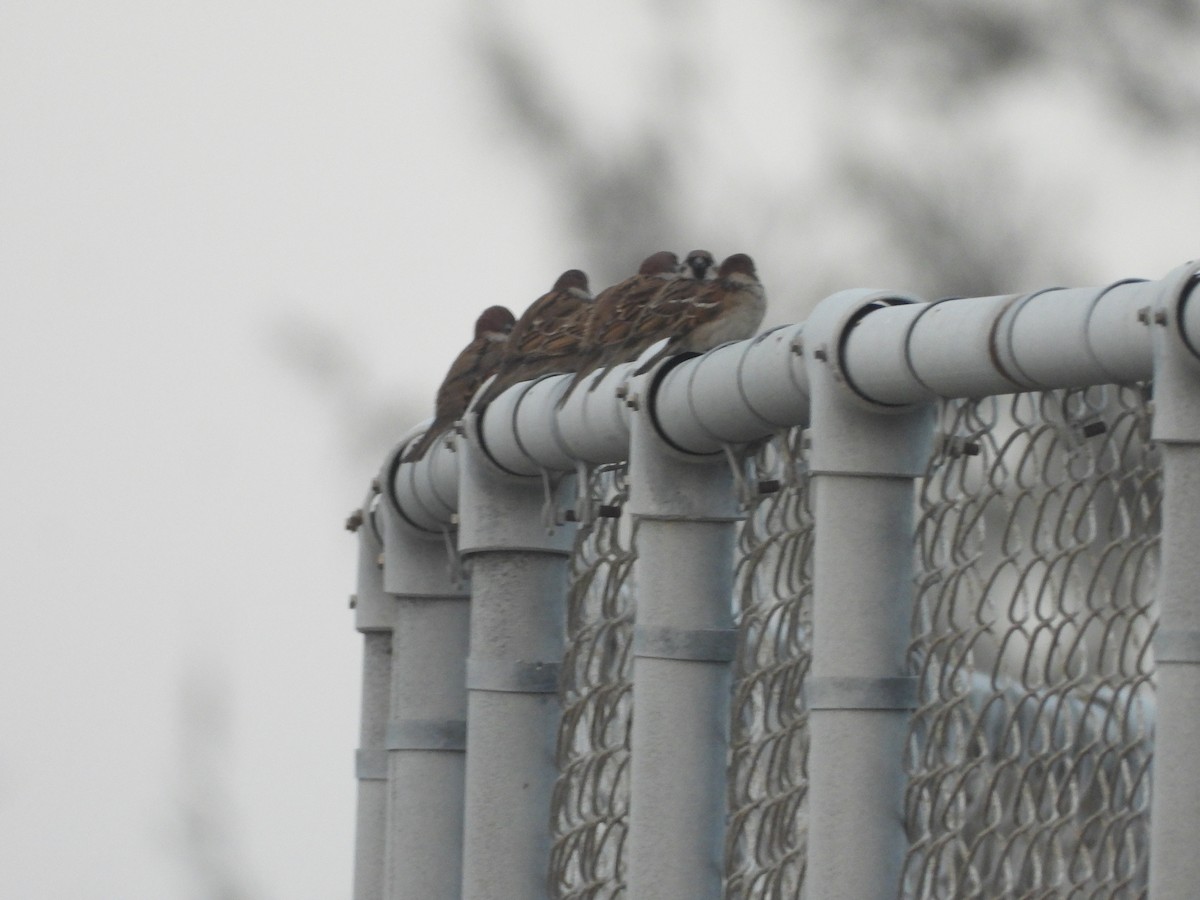 Eurasian Tree Sparrow - ML646790829