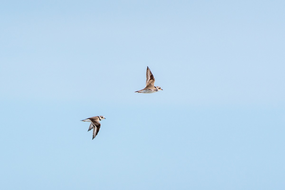Common Ringed Plover - ML646790830