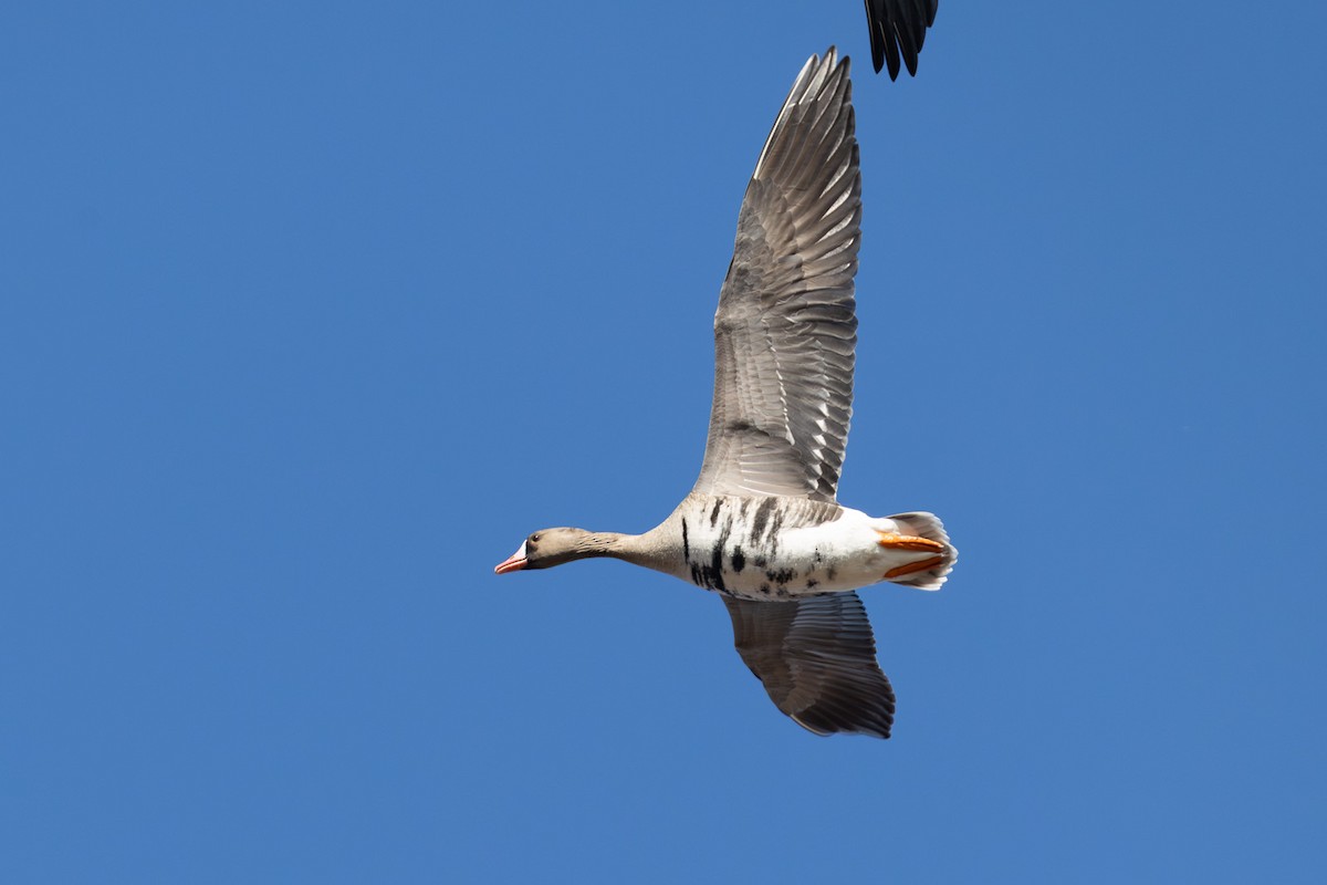 Greater White-fronted Goose - ML646790833