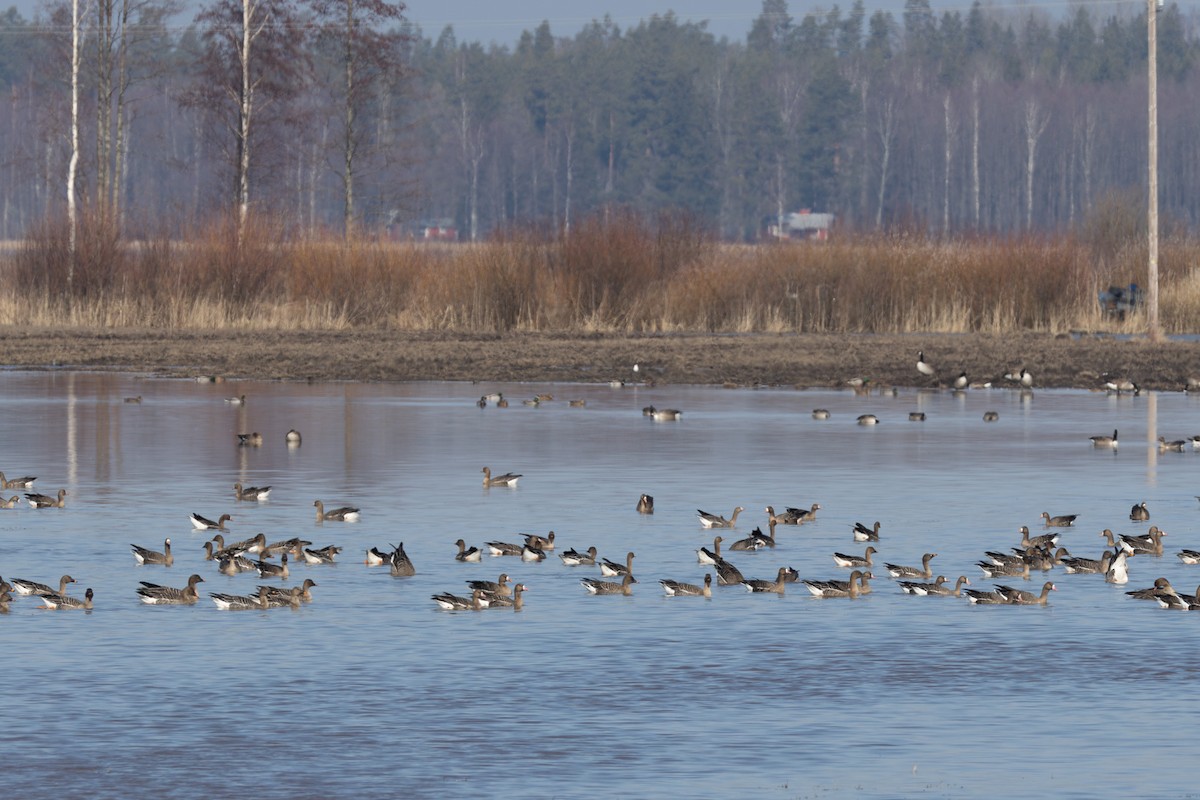 Greater White-fronted Goose - ML646790834