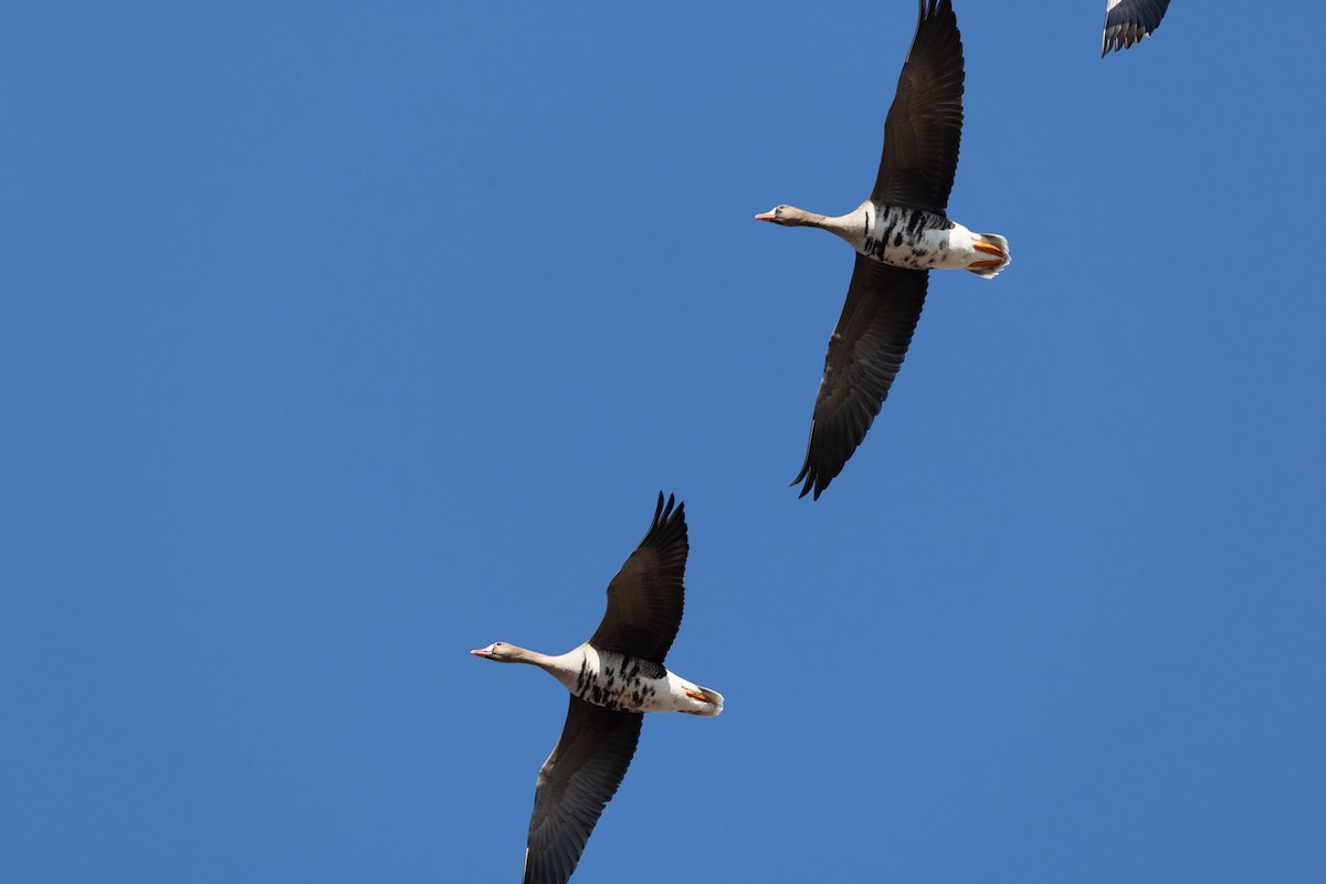Greater White-fronted Goose - ML646790835