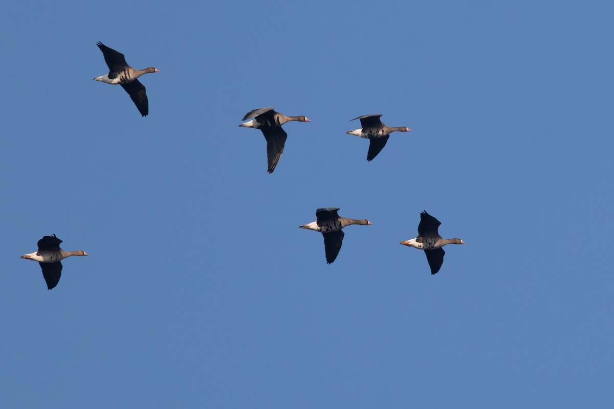 Greater White-fronted Goose - ML646790836
