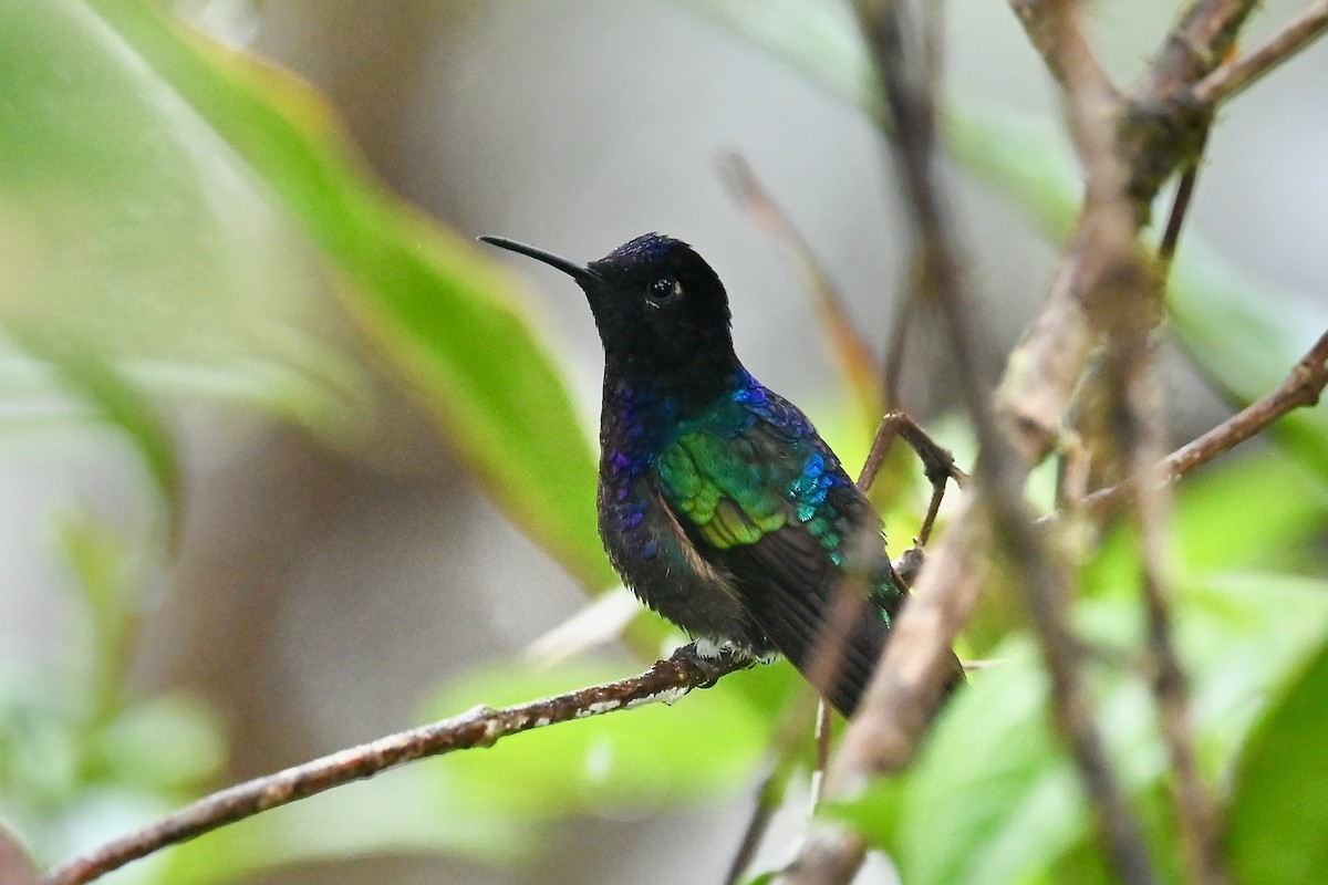 Velvet-purple Coronet - ML646790839