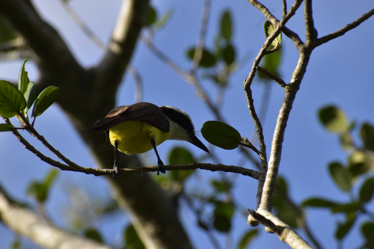 Great Kiskadee - ML646790846