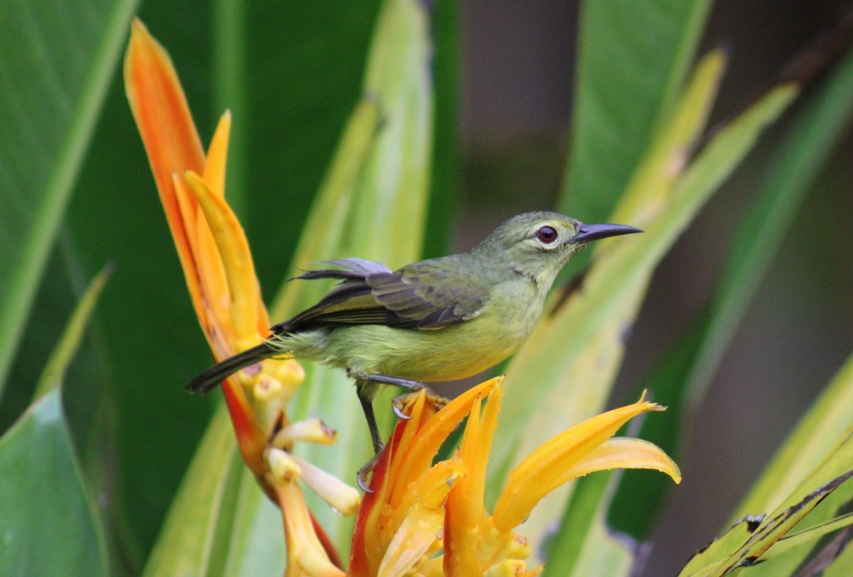 Brown-throated Sunbird - ML646790847