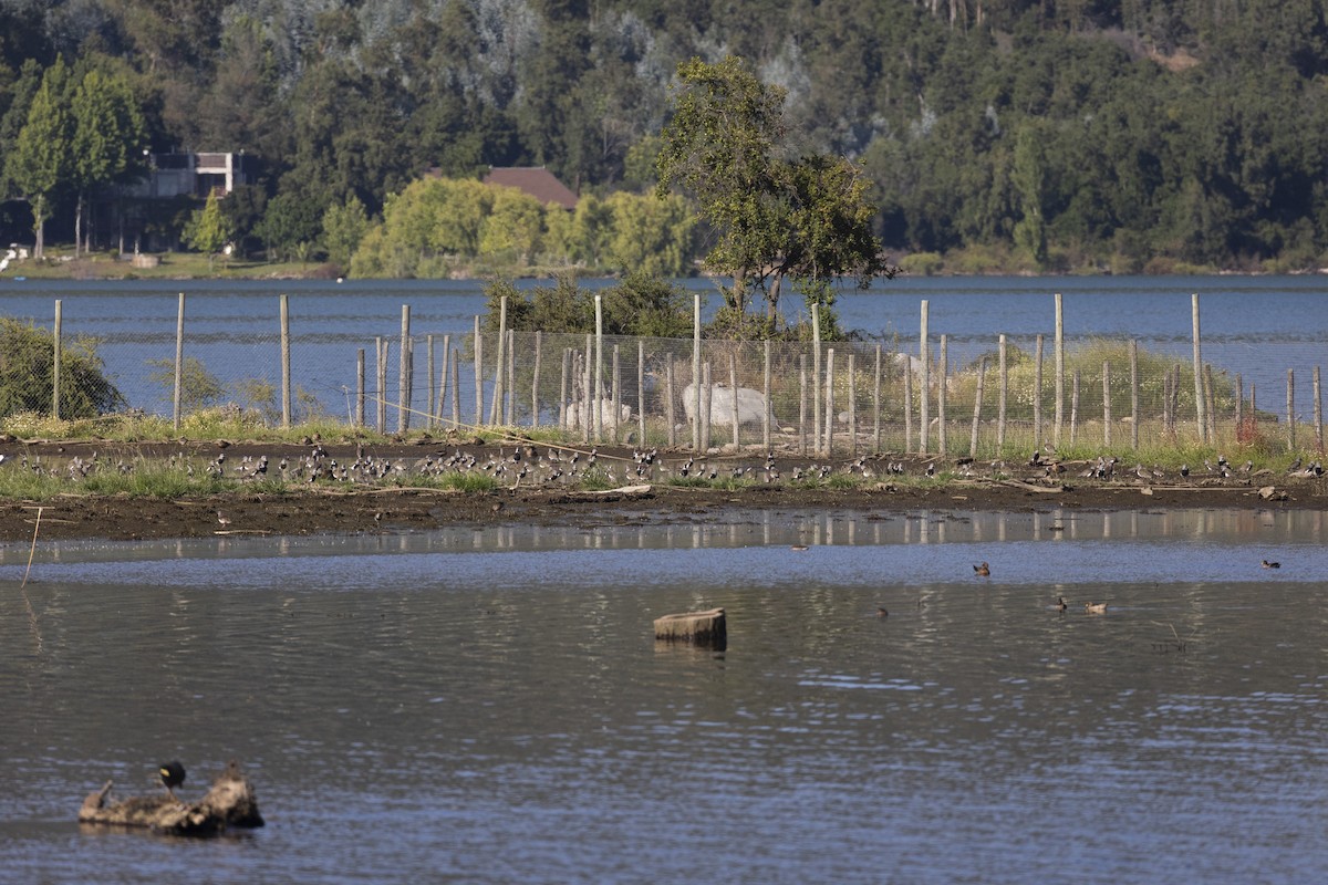 Southern Lapwing - ML646790848