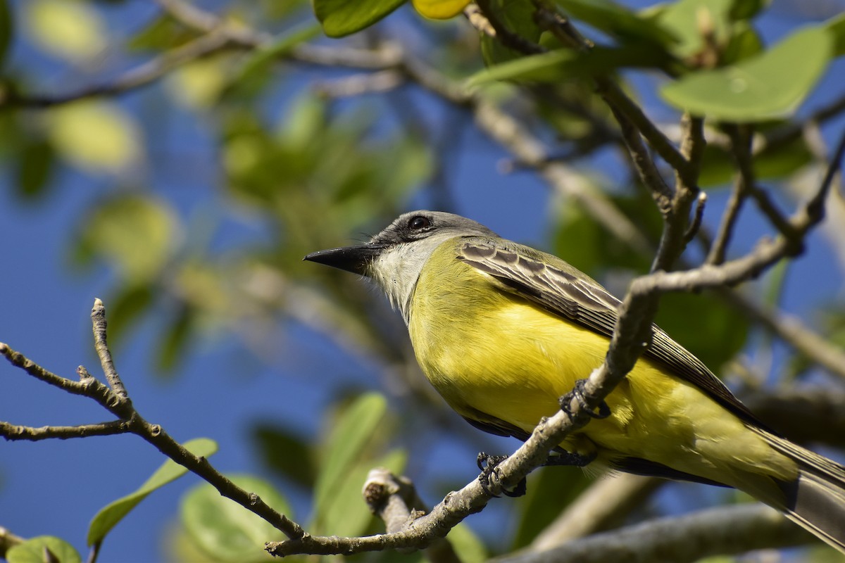 Tropical Kingbird - ML646790852