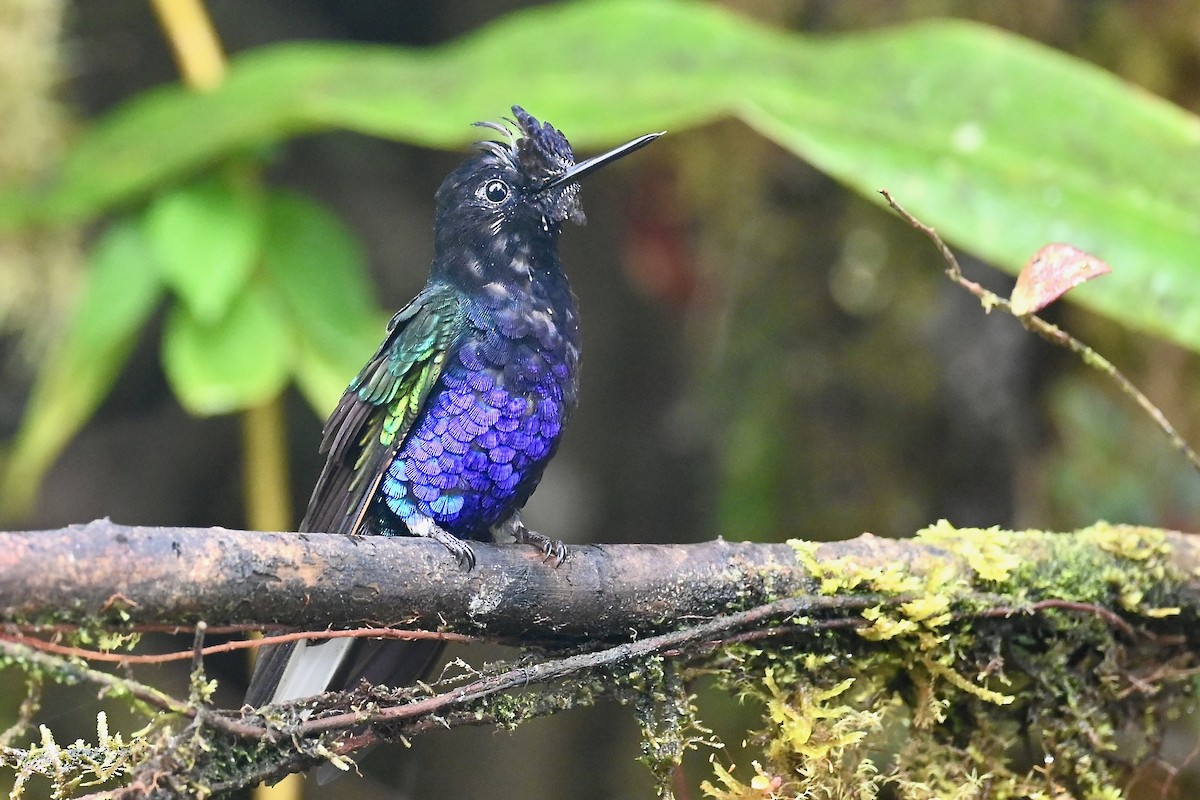 Velvet-purple Coronet - ML646790854