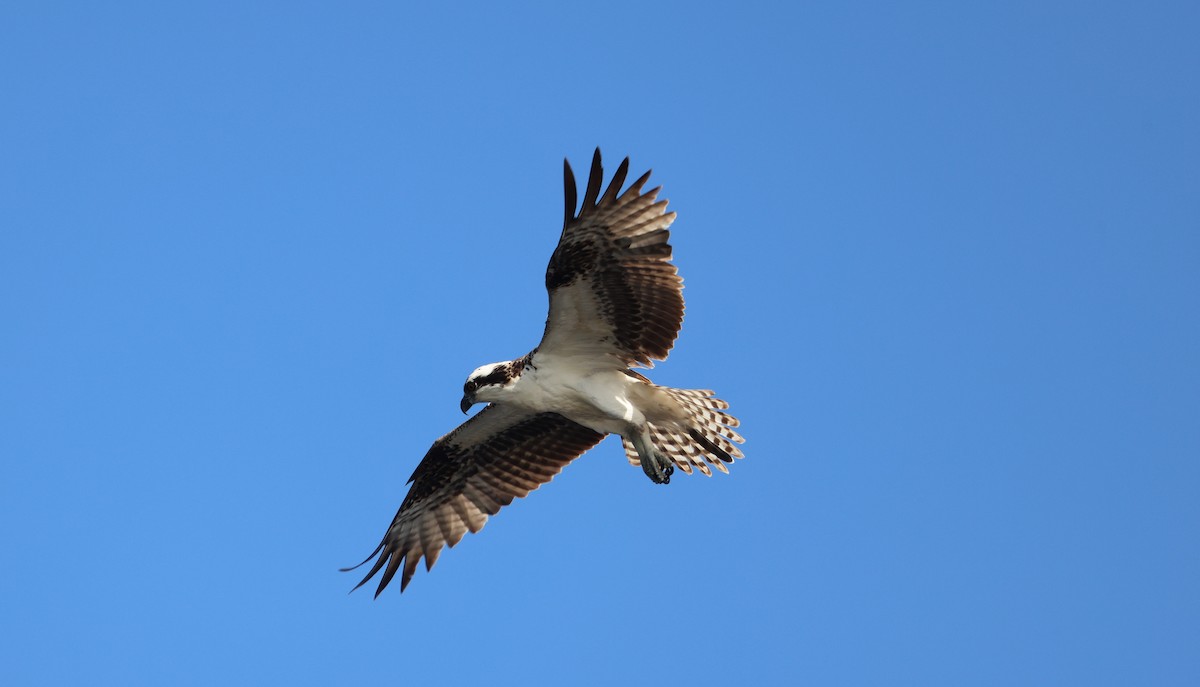 Osprey - ML646790856
