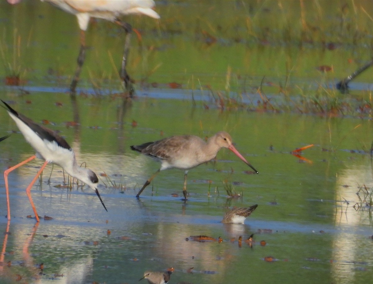 オグロシギ - ML646790857