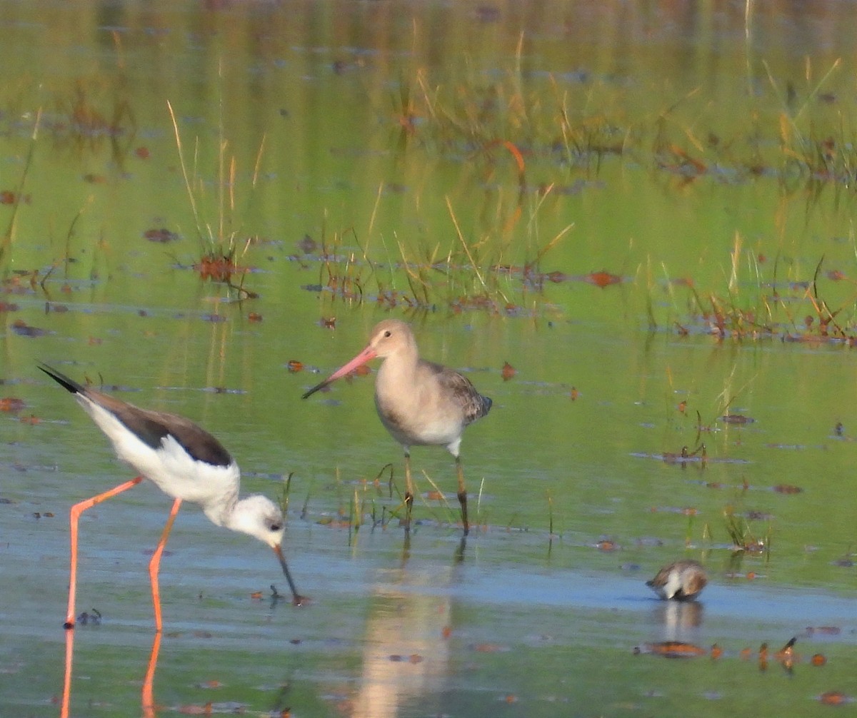 オグロシギ - ML646790858