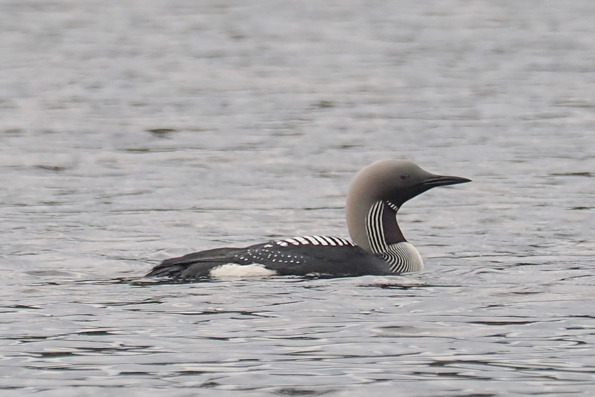 Kara Gerdanlı Dalgıç - ML646790859