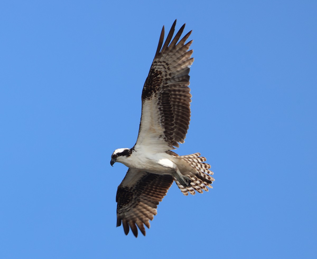 Osprey - ML646790860