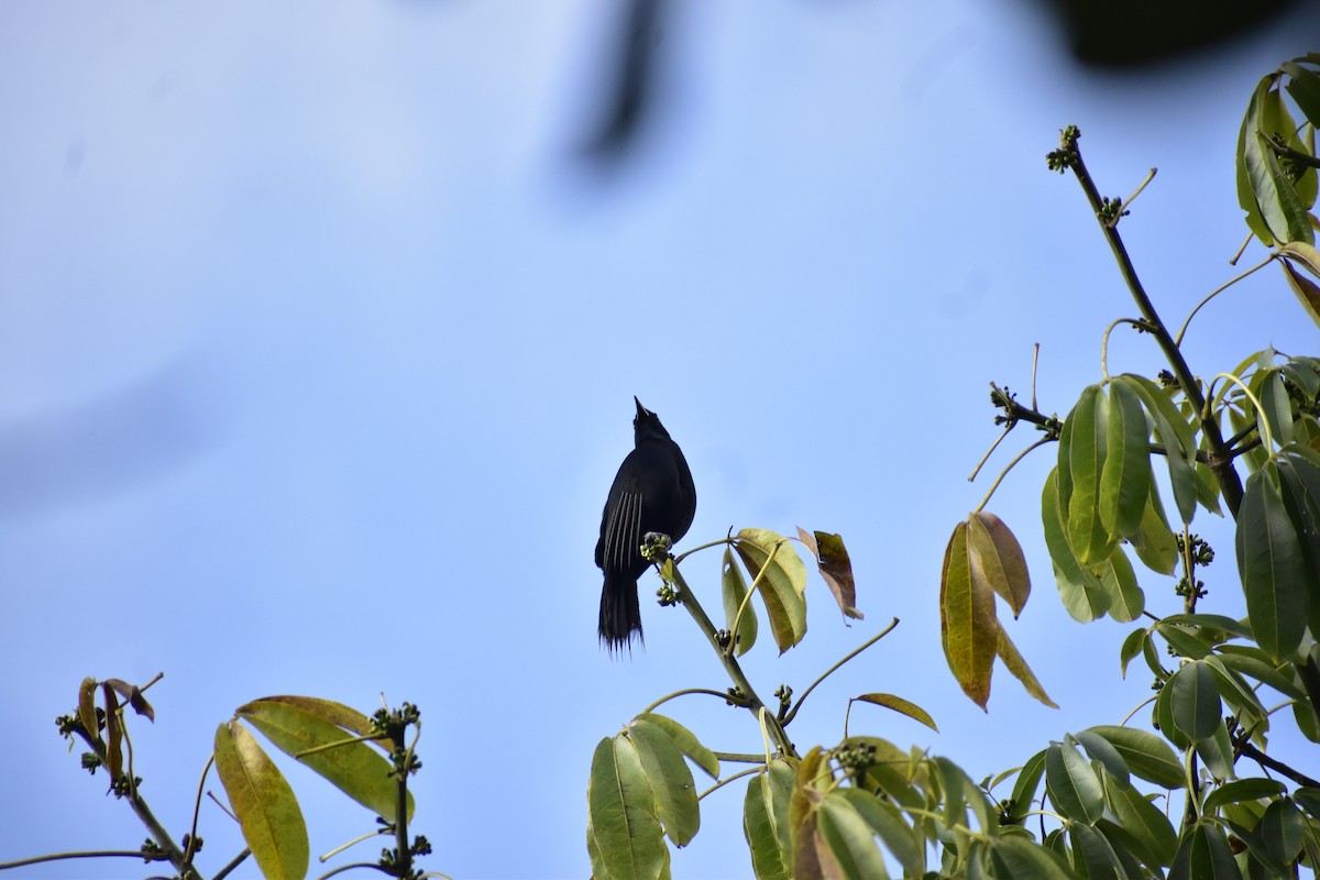 Melodious Blackbird - ML646790862