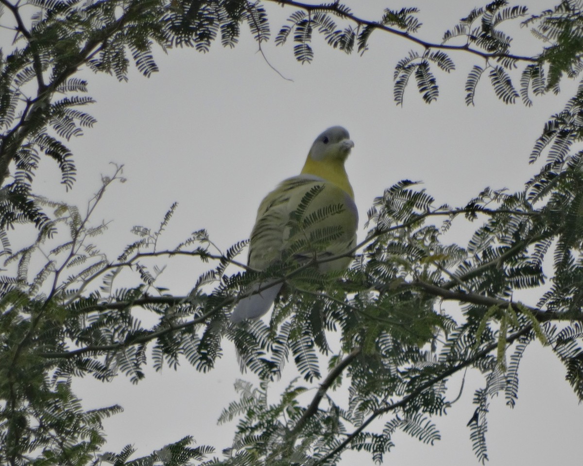 Yellow-footed Green-Pigeon - ML646790863