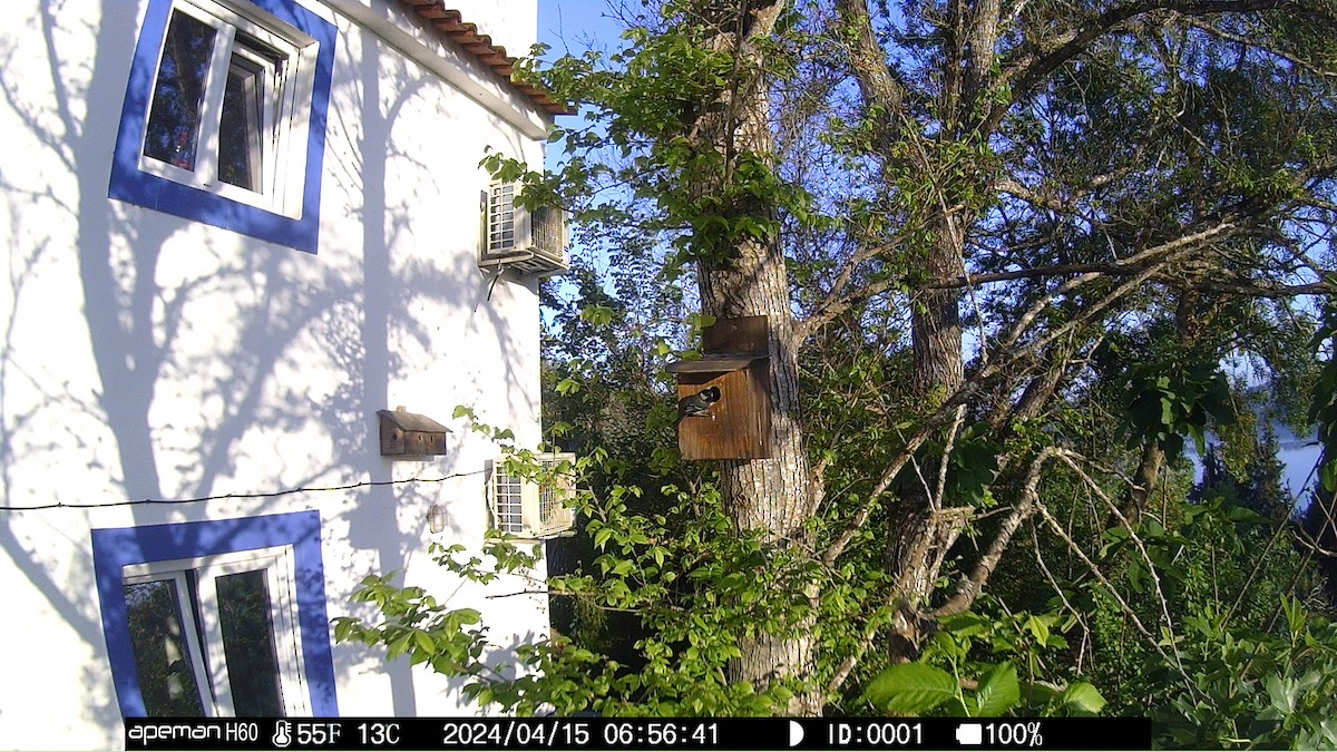 Great Tit - ML646790864