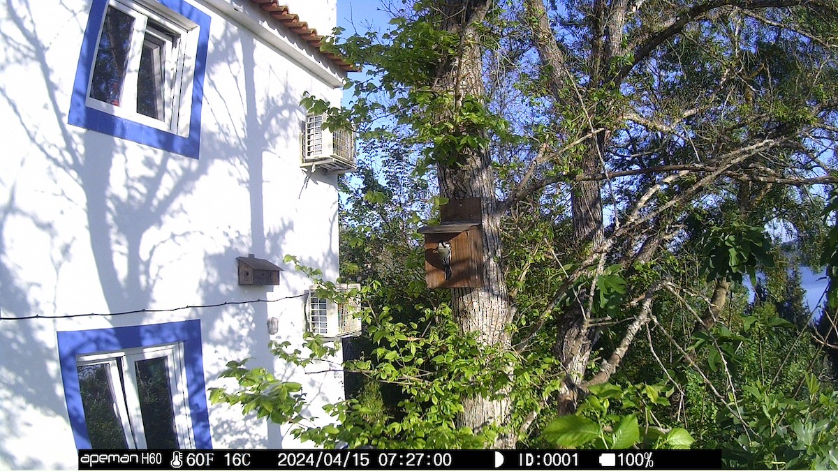 Great Tit - ML646790865