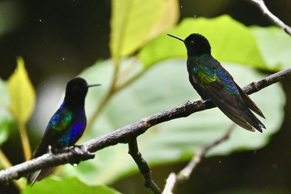 Velvet-purple Coronet - ML646790866