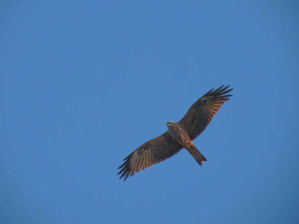 Black Kite - ML646790867