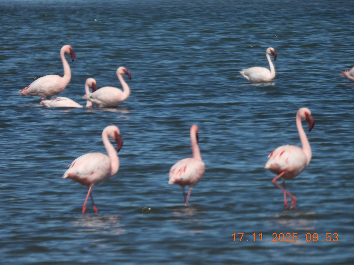 Lesser Flamingo - ML646790874